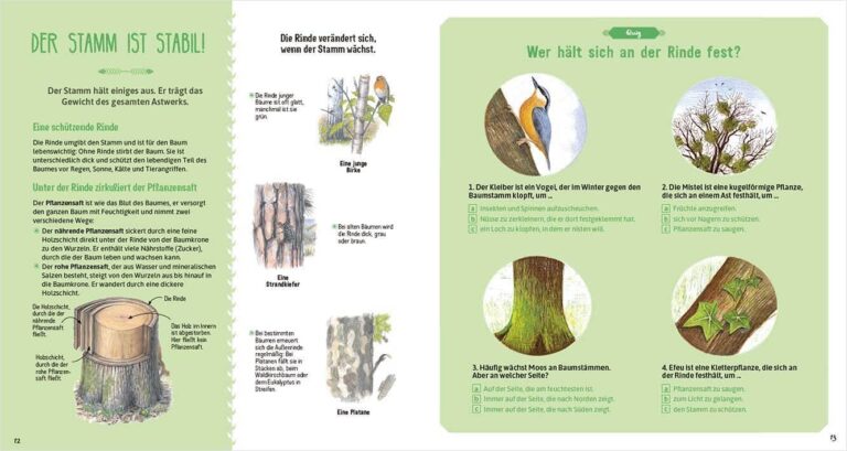 Sachbuch, Kinderbuch "Das große Buch der Bäume", Anaconda Verlag