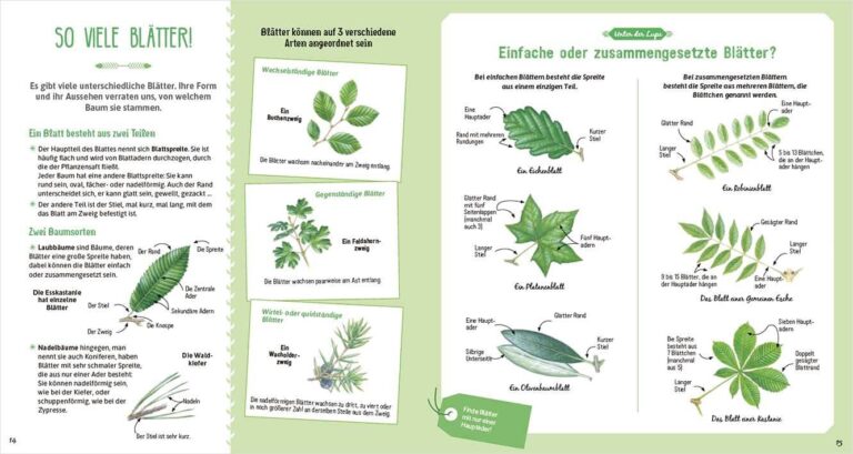 Sachbuch, Kinderbuch "Das große Buch der Bäume", Anaconda Verlag