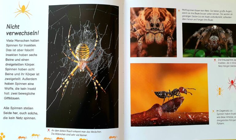 Kinderbuch, Sachbuch "Die Spinne - Meine große Tierbibliothek"