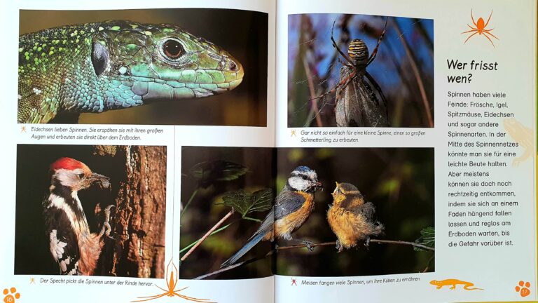 Kinderbuch, Sachbuch "Die Spinne - Meine große Tierbibliothek"