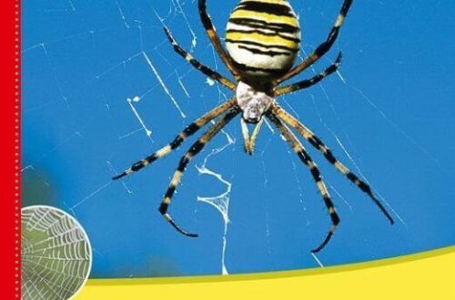Kinderbuch, Sachbuch "Die Spinne - Meine große Tierbibliothek"