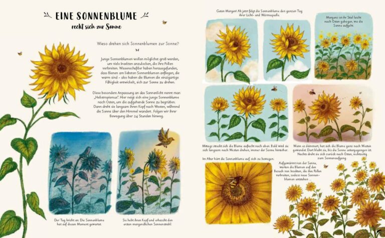 Kinderbuch "Wunder der Natur - zum Innehalten und Staunen", Rachel Williams, Freya Hartas, Prestel Verlag