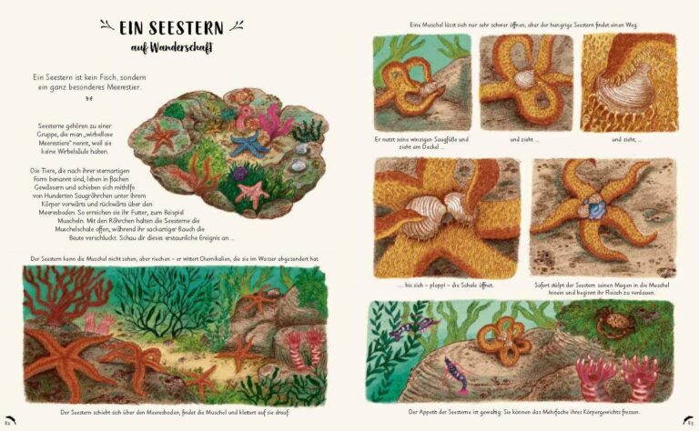 Kinderbuch "Wunder der Natur - zum Innehalten und Staunen", Rachel Williams, Freya Hartas, Prestel Verlag