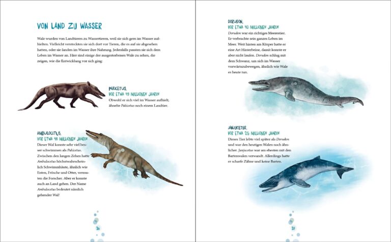 Kinderbuch, Sachbuch "Der Blauwal - Die unglaubliche Geschichte des größten Tiers, das je gelebt hat", Andreas Tjernshaugen, dtv Verlag