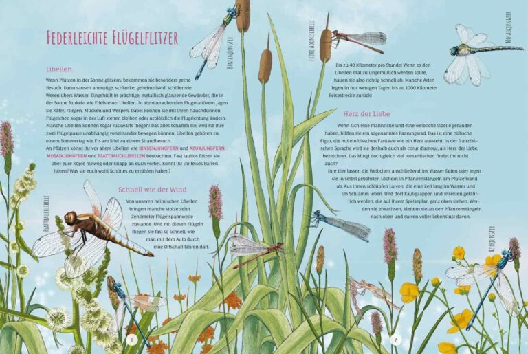 Kinderbuch, Sachbuch "Die Pfütze", Angelika Huber-Janisch, Annette Zacharias Knesebeck Verlag