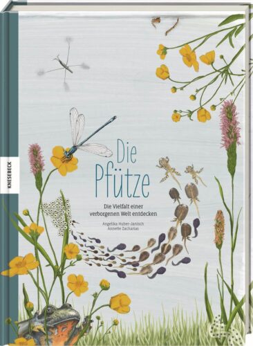Kinderbuch, Sachbuch "Die Pfütze", Angelika Huber-Janisch, Annette Zacharias Knesebeck Verlag