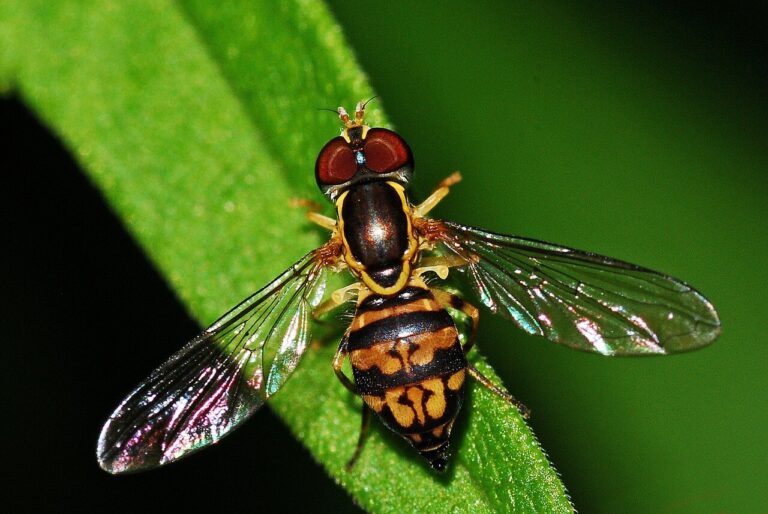 Schwebfliege
