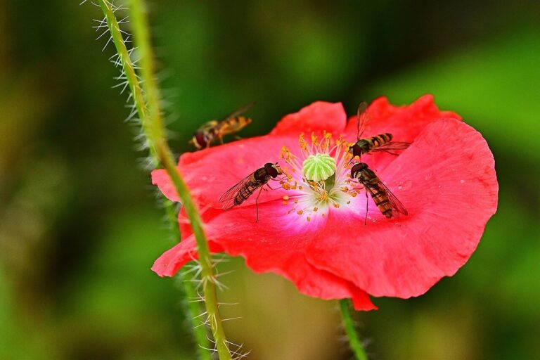Schwebfliegen auf Klatschmohn